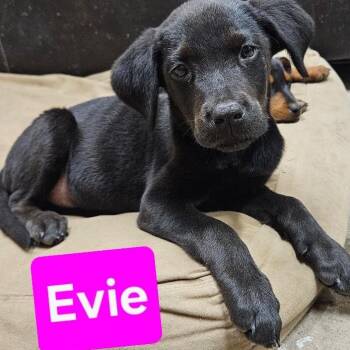 Evie Hufflepuffle -  Black Labrador Retriever and Labrador Retriever Dog for Adoption in Friendswood, Texas - Evie Hufflepuffle | PetCurious
