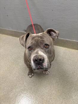 Pit Bull Terrier Dogs Available for Adoption - PICO | PetCurious