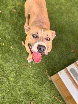 conner -  Mixed Breed Dog for Adoption in Pawleys Island, South Carolina - Conner | PetCurious