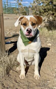 Pit Bull Terrier Dogs Available for Adoption - Collins | PetCurious