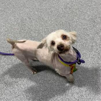 Havanese Dogs Available for Adoption in Plainfield, Illinois - Woody | PetCurious