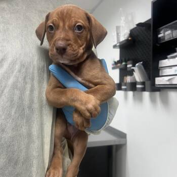 Midsummers Night -  Doberman Pinscher and Mixed Breed Dog for Adoption in Salt Lake City, Utah - Midsummers Night | PetCurious