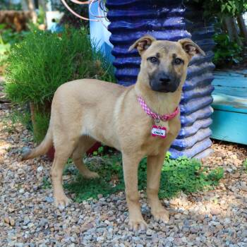 Shepherd Dogs Available for Adoption in Wake Forest, North Carolina - London | PetCurious
