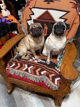 Rescue Pug Dogs for Adoption - Sid Of Sid & Nancy | PetCurious