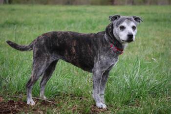 Mixed Breed Dogs Available for Adoption in Columbia, Tennessee - Daisy | PetCurious
