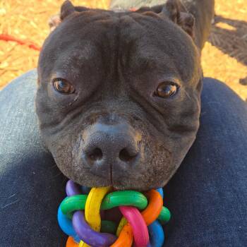 Pit Bull Terrier Dogs Available for Adoption in York, Pennsylvania - Bebe | PetCurious