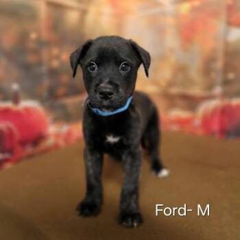 Ford -  Retriever and Mixed Breed Dog for Adoption in Griswold, Connecticut - Ford | PetCurious