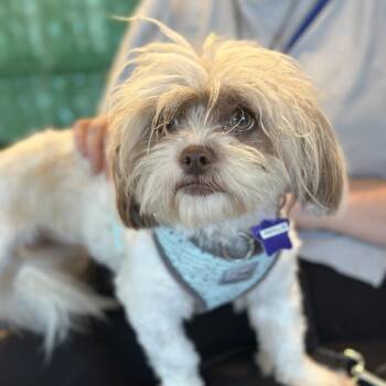 Shih Tzu and Mixed Breed Dogs Available for Adoption - Phyllis | PetCurious