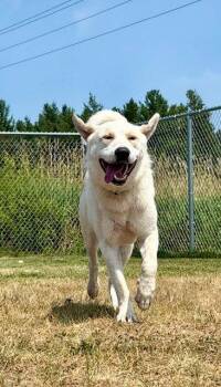 Henry Ford -  Labrador Retriever and Great Pyrenees Dog for Adoption in Webster, Wisconsin - Henry Ford | PetCurious
