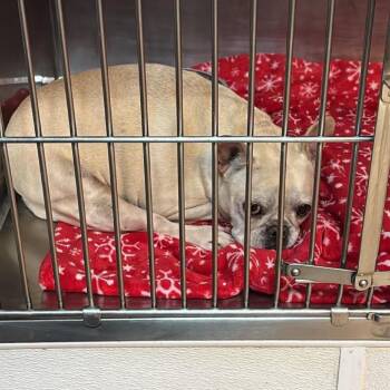 Pearl -  French Bulldog Dog for Adoption in Savannah, Georgia - Pearl | PetCurious
