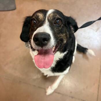 Rey w/ Leia -  Mixed Breed Dog for Adoption in Flagstaff, Arizona - Rey W/ Leia | PetCurious