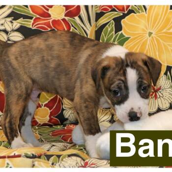 Hound and Beagle Dogs Available for Adoption in Potomac, Maryland - Banjo | PetCurious