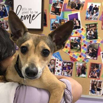 Mischa / Poppy -  Rat Terrier and Chihuahua Dog for Adoption in Fresno, California - Mischa / Poppy | PetCurious