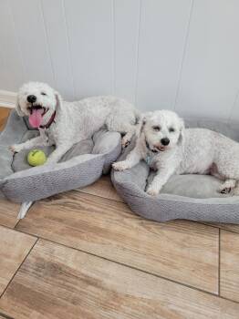 George & Gracie -  Bichon Frise Dog for Adoption in Monroeville, Pennsylvania - George & Gracie | PetCurious