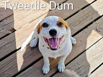 Spaniel and Terrier Dogs Available for Adoption in Medfield, Massachusetts - Tweedle Dum | PetCurious