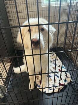 Tate -  Great Pyrenees Dog for Adoption in Georgetown, Ohio - Tate | PetCurious