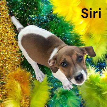 Rescue Terrier Dogs for Adoption in Chuckey, Tennessee - Siri - SC | PetCurious