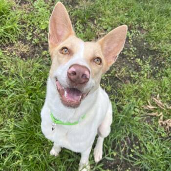 Cercei -  Cattle Dog Dog for Adoption in Klein, Texas - Cercei | PetCurious