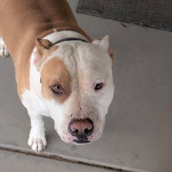 Rescue Pit Bull Terrier Dogs for Adoption in Seal Beach, California - Mello | PetCurious