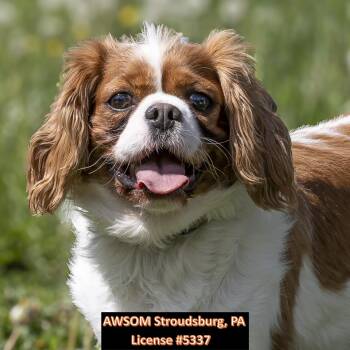 Cavalier King Charles Spaniel Dogs Available for Adoption in Stroudsburg, Pennsylvania - Chip | PetCurious