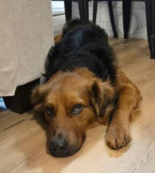 German Shepherd Dog Dogs Available for Adoption - Sparkle ( Cat Friendly )  | PetCurious