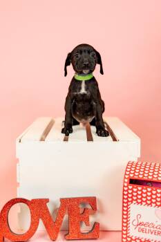 Pit Bull Terrier Dogs Available for Adoption - 89-26 | PetCurious