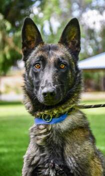 Titan -  Belgian Shepherd Malinois and Mixed Breed Dog for Adoption in Yakima, Washington - Titan | PetCurious