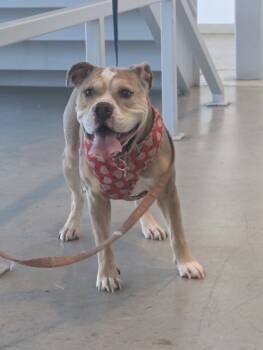 Rescue English Bulldog and Mixed Breed Dogs for Adoption in Fort Worth, Texas - Masie | PetCurious