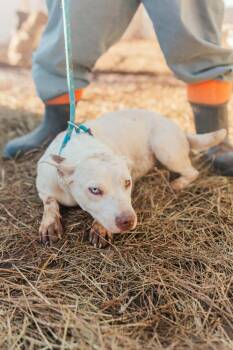 American Staffordshire Terrier Dogs Available for Adoption - Little Baby (AVAILABLE 3/9) | PetCurious