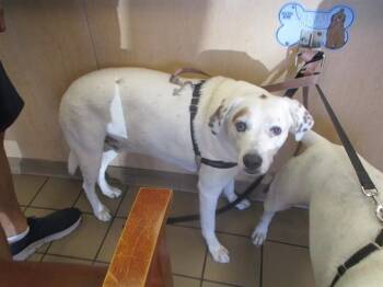 Hound Dogs Available for Adoption in Ocala, Florida - FINN | PetCurious