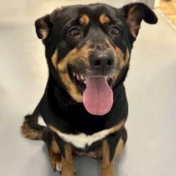 Ziggy -  Rottweiler Dog for Adoption in Worcester, Massachusetts - Ziggy | PetCurious