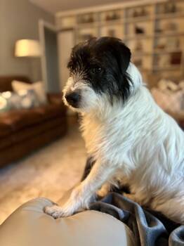 Bruce Shiela -  Terrier Dog for Adoption in Boston, Massachusetts - Bruce Shiela | PetCurious