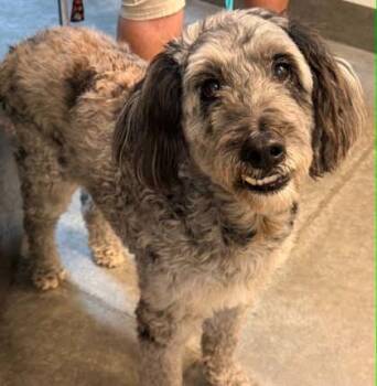 Bauer -  Standard Poodle and Australian Shepherd Dog for Adoption in Bowling Green, Kentucky - Bauer | PetCurious
