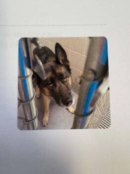 Oliver -  German Shepherd Dog Dog for Adoption in Georgetown, Ohio - Oliver | PetCurious