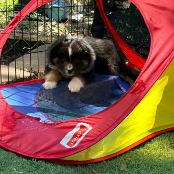 Australian Shepherd Dogs Available for Adoption in Ada, Minnesota - Ferrero | PetCurious