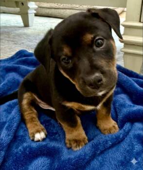 Chihuahua and Dachshund Dogs Available for Adoption - Arlo | PetCurious