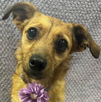 Rescue Yorkshire Terrier Dogs for Adoption in Lodi, California - Spice | PetCurious