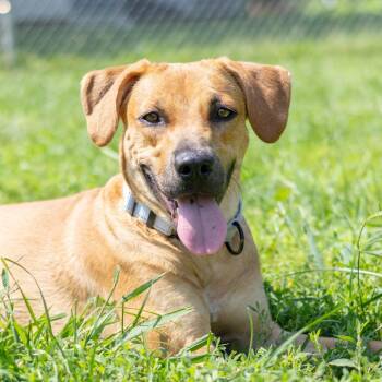 Lucy -  Terrier and Mixed Breed Dog for Adoption - Lucy | PetCurious