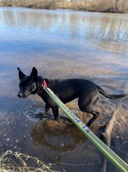 Rescue Labrador Retriever and Mixed Breed Dogs for Adoption in Pottstown, Pennsylvania - Ruby (fka Poutine) | PetCurious