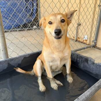 JONI -  Terrier Dog for Adoption in Joshua Tree, California - JONI | PetCurious