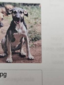 Mixed Breed Dogs Available for Adoption in Cincinnati, Ohio - Jersey | PetCurious