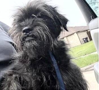 A657189 -  Cairn Terrier and Shih Tzu Dog Available for Adoption in Houston, Texas - A657189 | PetCurious
