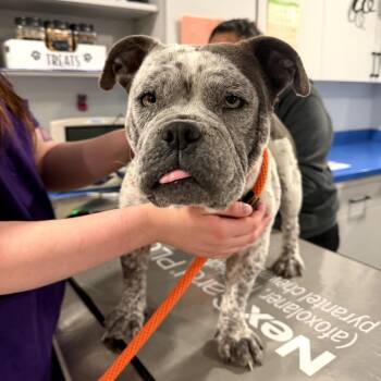 Pit Bull Terrier Dogs Available for Adoption in Northbrook, Illinois - Container | PetCurious