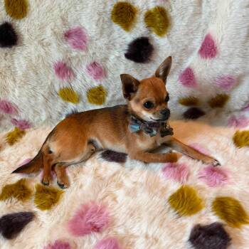 Bowie -  Chihuahua Dog for Adoption in Oklahoma City, Oklahoma - Bowie | PetCurious