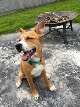 Terrier Dogs Available for Adoption in New London, Wisconsin - Bubbles | PetCurious