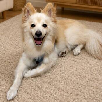 Mr. Dazzling Darcy -  Spitz and Pomeranian Dog for Adoption in Ridgefield, Washington - Mr. Dazzling Darcy | PetCurious