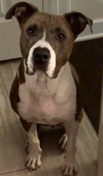 Rescue Pit Bull Terrier Dogs for Adoption in Dallas, Texas - Ron | PetCurious