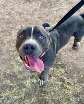 HUGO -  Pit Bull Terrier Dog for Adoption in Tulsa, Oklahoma - HUGO | PetCurious