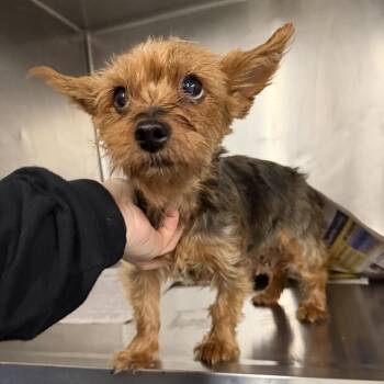 Mimi -  Yorkshire Terrier Dog for Adoption in Northbrook, Illinois - Mimi | PetCurious