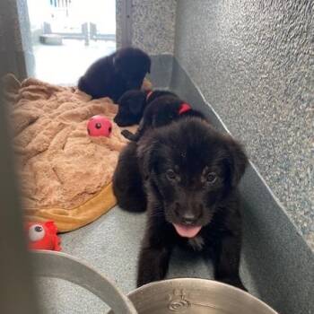 Koi -  Black Labrador Retriever and Mixed Breed Dog for Adoption in Long Beach, California - Koi | PetCurious